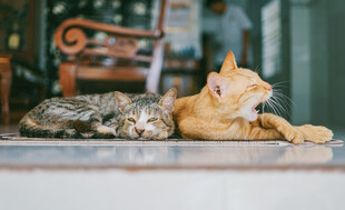 猫咪