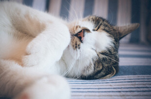 猫咪