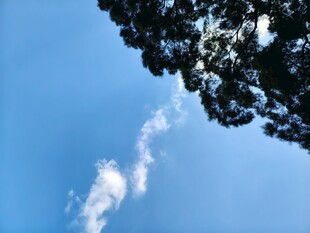 蓝天树梢间的白云