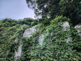 藤蔓覆盖的岩石景观