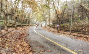 秋日道路