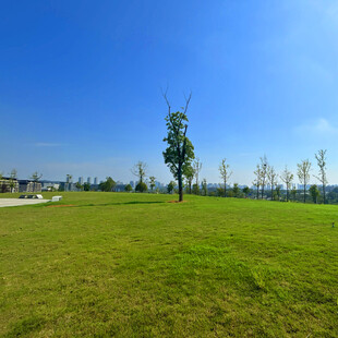 广阔绿草地与蓝天绿树