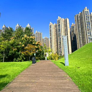 城市中漫步的绿荫小径