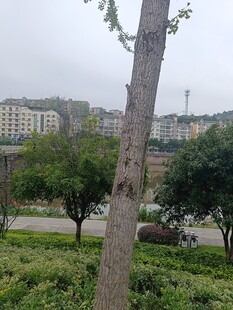 公園中樹干與遠處建筑景觀