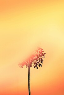 夕陽(yáng)下的孤花