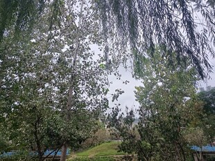 山間瀑布旁的綠意景致