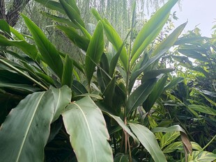 翠綠繁茂的熱帶植物景觀