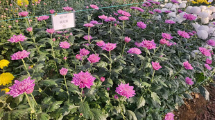 多彩花卉綻放的美麗景象