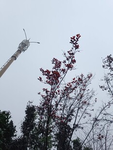 摩天輪旁的紅葉樹木