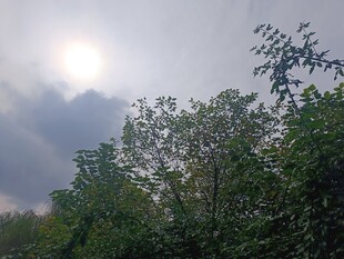 樹林上方的多云天空