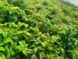 綠意盎然的繁茂植物景觀