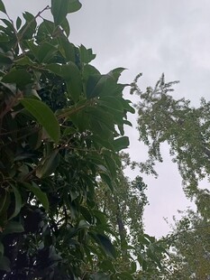 繁茂綠葉間的天空一角