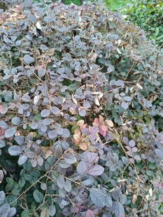 紫葉小檗植物景觀
