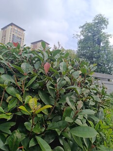 綠葉間的果實與繁茂植物