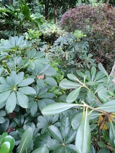 綠葉繁茂的植物景觀