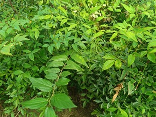 翠綠繁茂的植物景觀