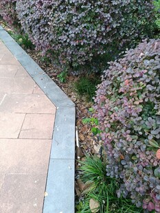 路邊多彩灌木景觀