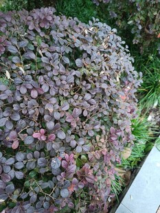 紫色球狀植物特寫