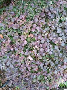 多彩多肉植物特寫
