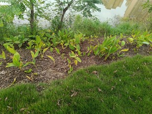 庭院中生機勃勃的綠植