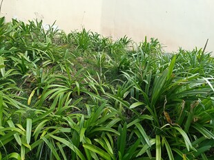 翠綠茂盛的草叢景觀