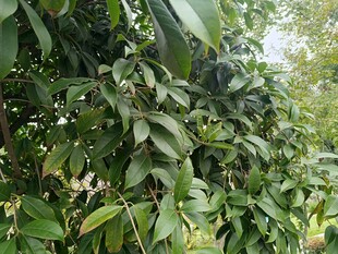 繁茂綠葉植物景象