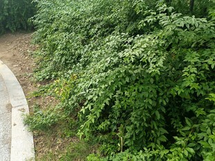 路邊繁茂綠植景象