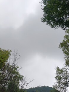 陰天山林樹梢景象