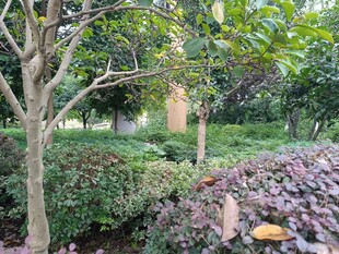 園林綠植景觀一角