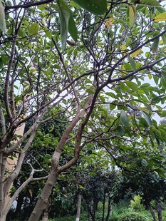 繁茂樹林中的交錯樹枝