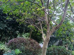 園林中的樹木與綠植景觀