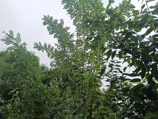 茂密樹林中的繁茂枝葉