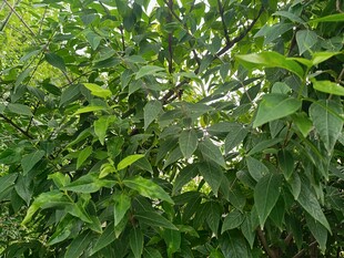 繁茂綠葉植物景觀