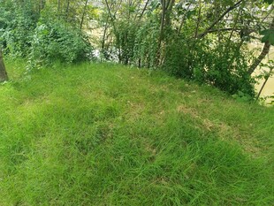 綠意盎然的草地與樹木