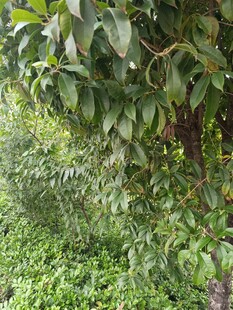 繁茂綠植構成的自然景致