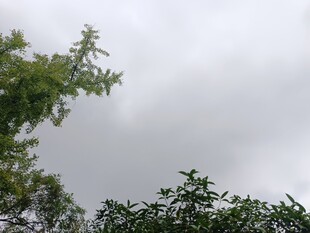 陰天中的綠樹梢