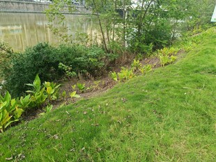 庭院綠植景觀一角