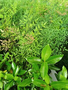 翠綠繁茂的生機植物景觀