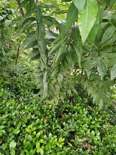 茂密叢林中的奇特植物