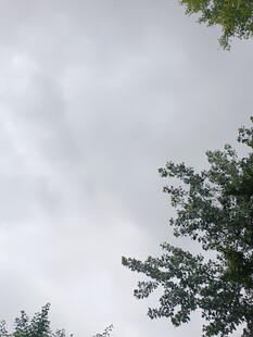 陰天樹梢景象