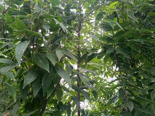 茂密綠葉的繁茂樹林