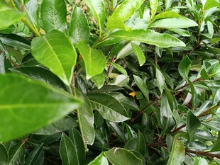 翠綠繁茂的植物枝葉