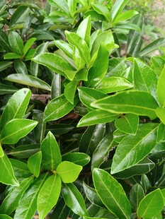 翠綠繁茂的植物葉片