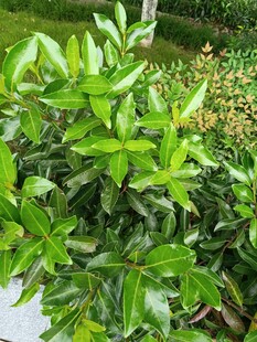 翠綠繁茂的綠植景觀