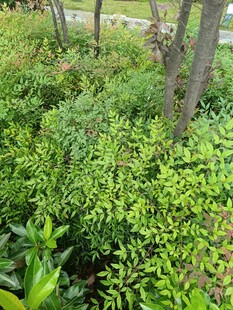 綠意盎然的灌木叢景觀