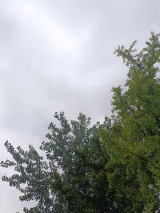 天空下的蔥郁樹(shù)木