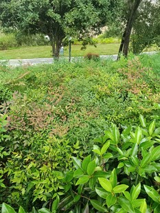 綠意盎然的戶外植物景觀