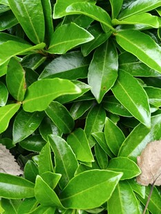 翠綠繁茂的生機(jī)葉片