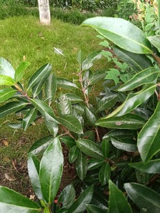 綠葉繁茂的綠植景觀