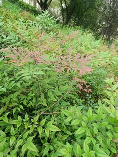 綠意盎然的繁茂植物景觀